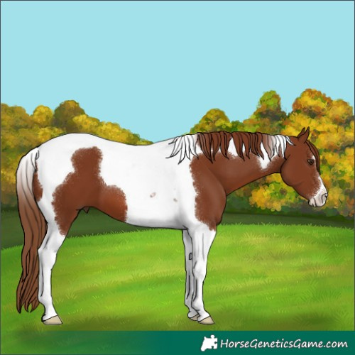 Horse Color:Chestnut Tobiano 