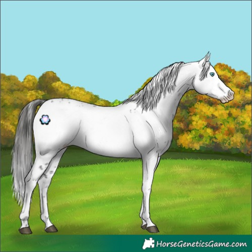 Horse Color:Liver Chestnut Frame