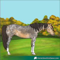 Horse Color:Buckskin Ice
