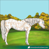 Horse Color:Palomino Pearl Appaloosa