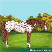 Horse Color:Chestnut Sabino Appaloosa Rabicano 