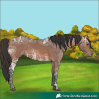 Horse Color:Bay Ice 