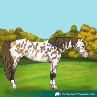 Horse Color:Buckskin Appaloosa 