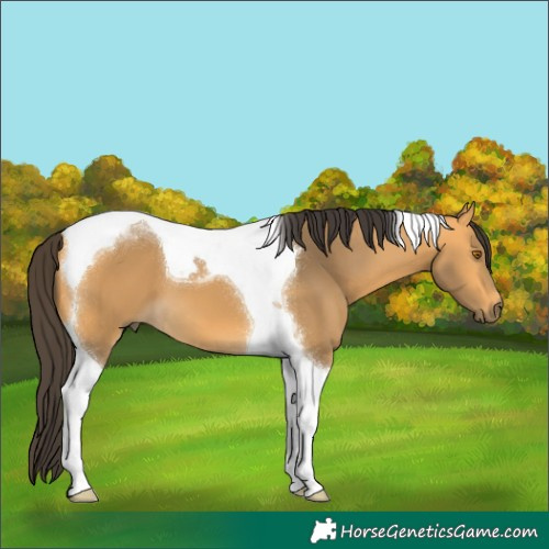 Horse Color:Buckskin Tobiano 