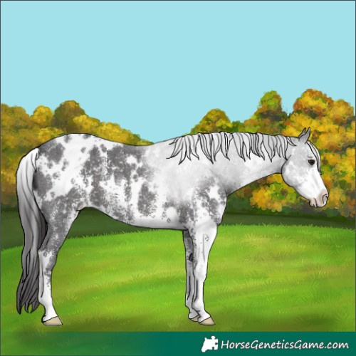 Horse Color:White Spotted Smoky Black Sabino Appaloosa 