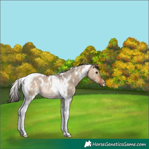 Horse Color:White Spotted Bay Dun Tobiano Rabicano