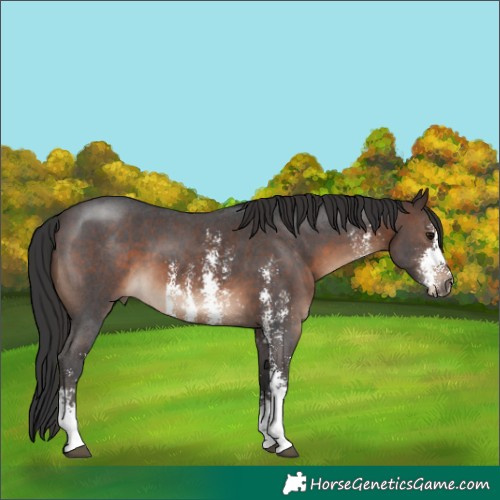 Horse Color:Brown Sabino 