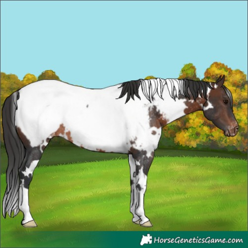 Horse Color:White Spotted Brown Snowcap Rabicano 