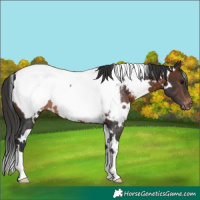 Horse Color:White Spotted Brown Snowcap Rabicano