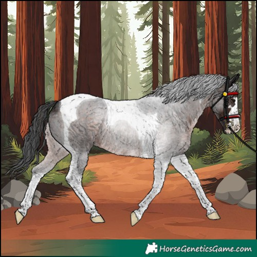 Horse Color:Unknown 