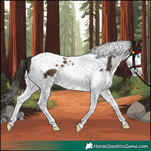 Horse Color:Unknown 