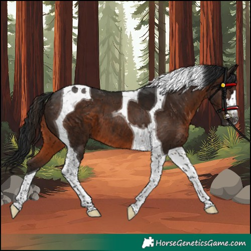 Horse Color:Unknown 