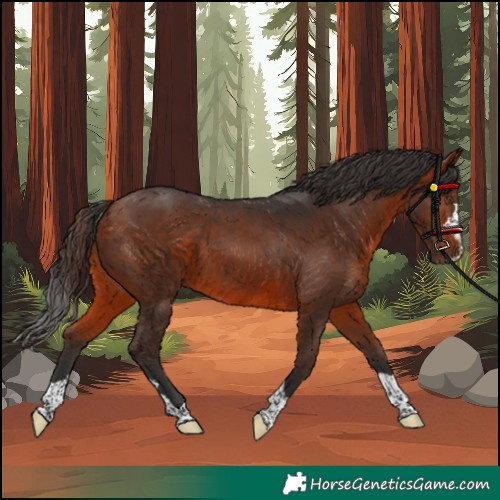 Horse Color:Unknown 