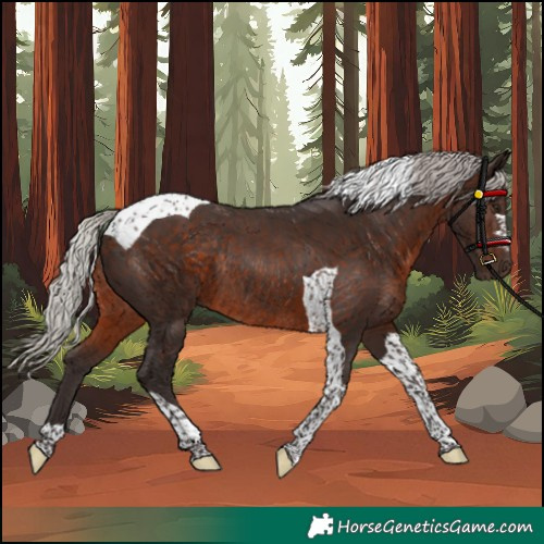 Horse Color:Unknown 