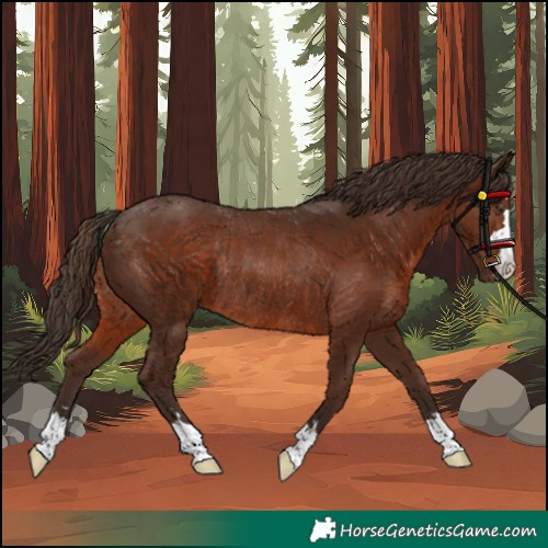 Horse Color:Unknown 