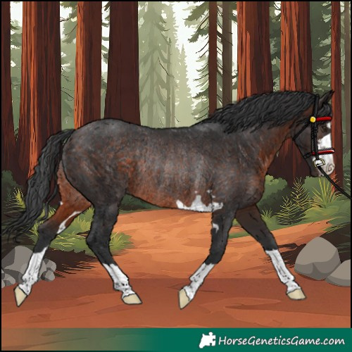 Horse Color:Unknown 