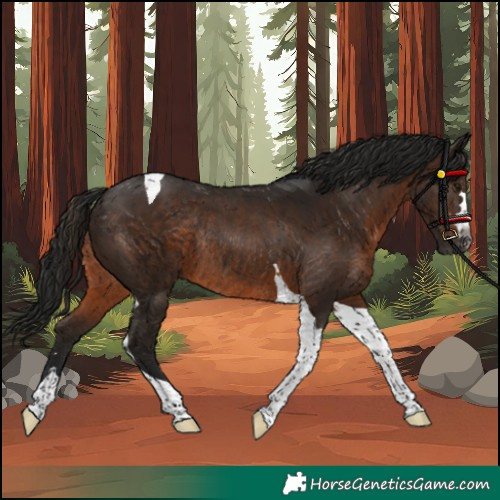 Horse Color:Unknown