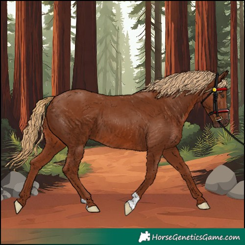 Horse Color:Unknown 