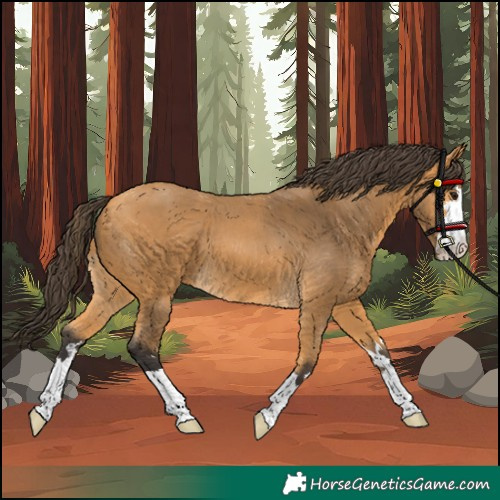 Horse Color:Unknown 