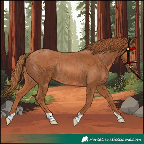 Horse Color:Unknown 