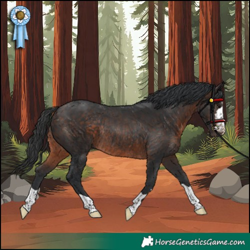 Horse Color:Unknown 