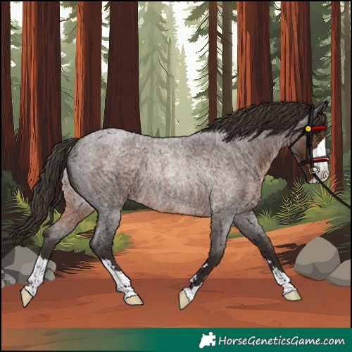 Horse Color:Unknown 