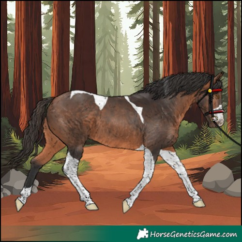 Horse Color:Unknown 
