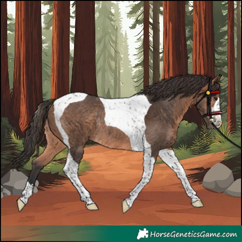 Horse Color:Unknown 
