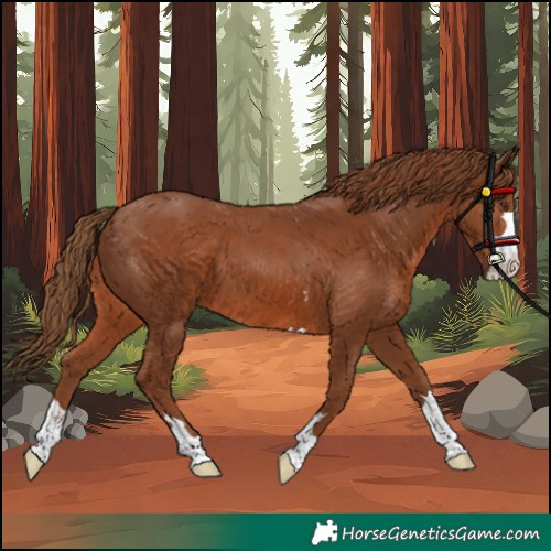 Horse Color:Unknown 