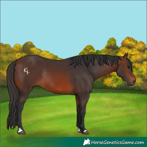 Horse Color:Brown Rabicano 