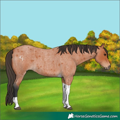 Horse Color:Bay Roan Tobiano 