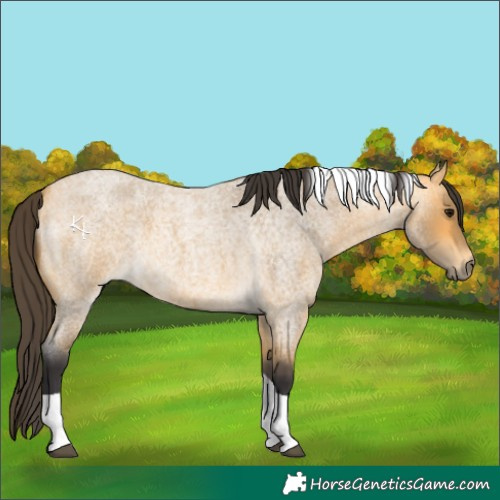 Horse Color:Buckskin Roan Tobiano 
