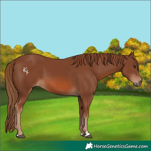 Horse Color:Chestnut 