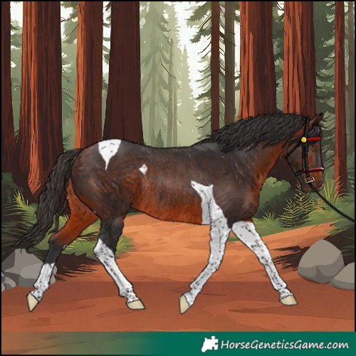 Horse Color:Unknown 