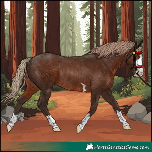 Horse Color:Unknown 