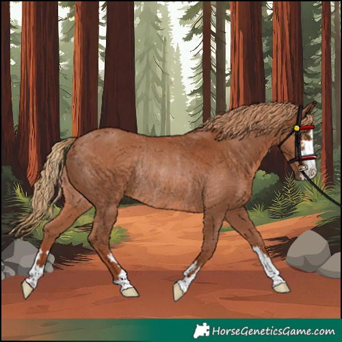 Horse Color:Unknown 