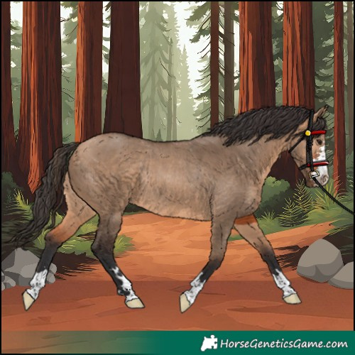 Horse Color:Unknown 