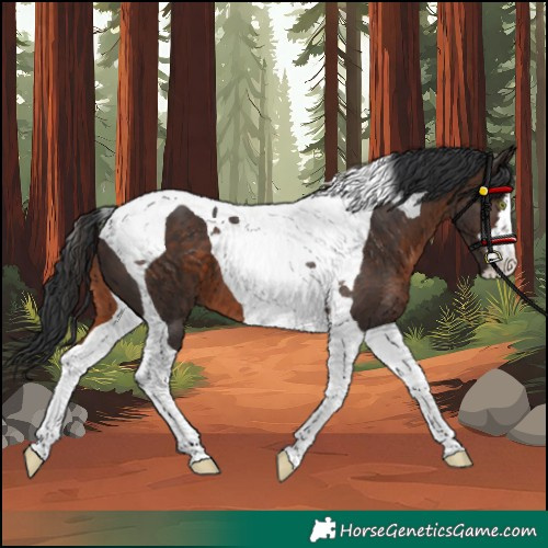 Horse Color:Unknown 
