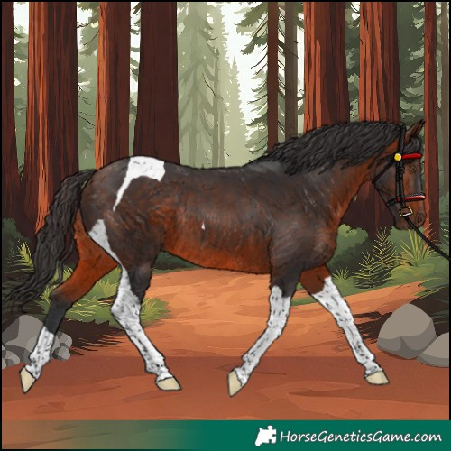 Horse Color:Unknown 