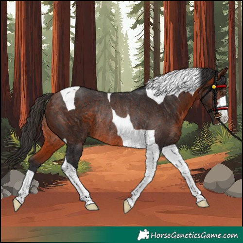 Horse Color:Unknown 