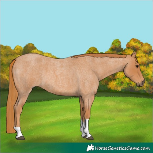 Horse Color:Red Roan Tobiano 