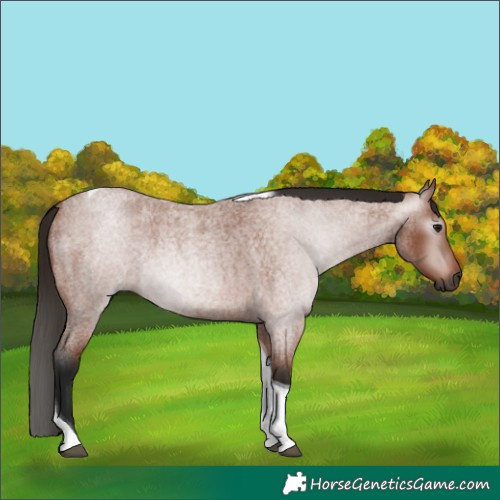 Horse Color:Gray Bay Roan Tobiano