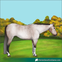 Horse Color:Gray Bay Roan Tobiano 