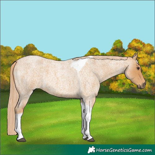 Horse Color:Red Roan Tobiano 