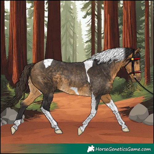 Horse Color:Unknown 