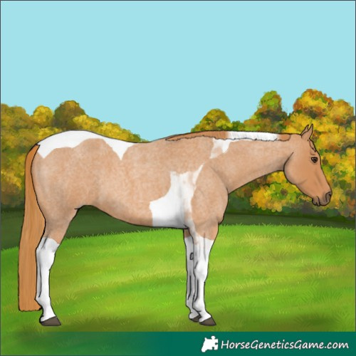 Horse Color:Red Roan Tobiano 