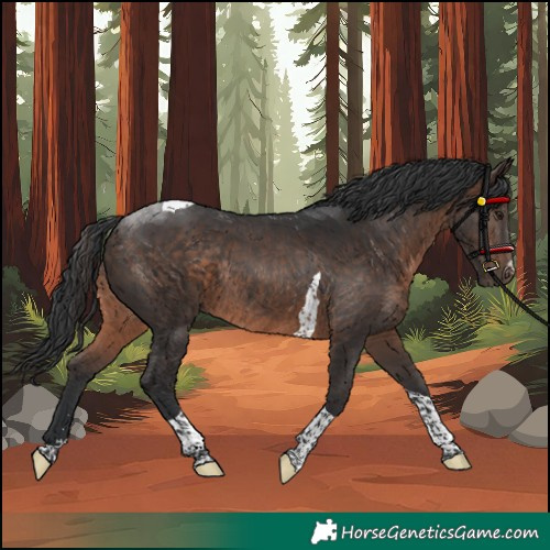 Horse Color:Unknown 