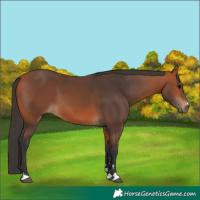 Horse Color:Bay 