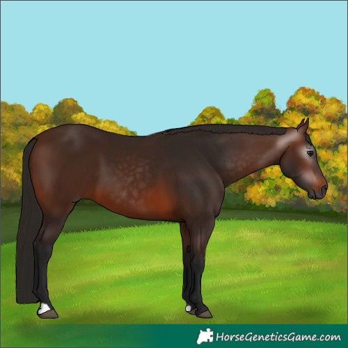 Horse Color:Gray Bay