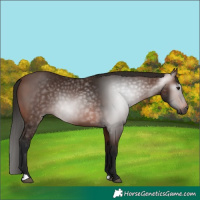 Horse Color:Gray Bay 